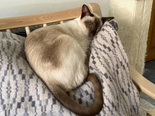A Siamese cat on the back of a sofa