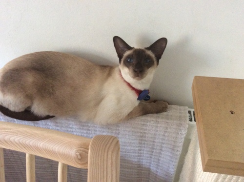 A Siamese cat on the top of a radiator.